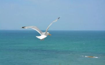 飞翔的海欧作文优秀5篇