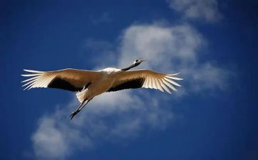 飞翔的海欧作文通用5篇