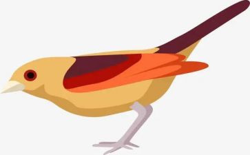 根鸟读后感范文8篇