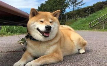 作文小狗400字通用6篇