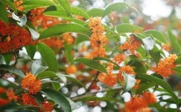 桂花宴作文参考8篇