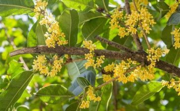 与桂花为友的作文7篇