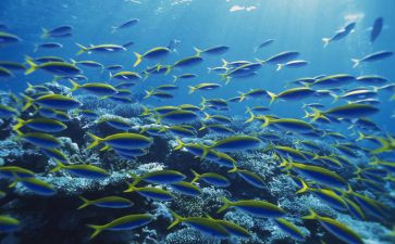 《海底两万里》的读后感参考7篇
