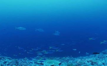 《海底两万里》的读后感200字7篇