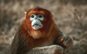 大班《猴子学样》教案6篇