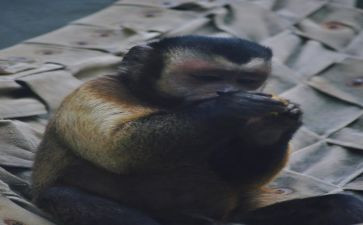 幼儿园语言小猴的出租车教案8篇