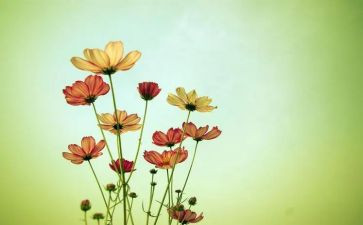赞花的作文400字作文优秀8篇