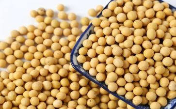 中班炒黄豆教案6篇