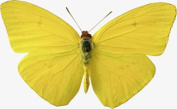 中班音乐《蝴蝶》教案5篇