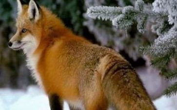 熊和狐狸读后感模板8篇