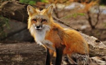 鹰与狐狸读后感模板7篇