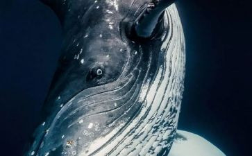 《蓝鲸的眼睛》读后感8篇