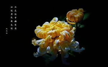 菊花魂作文500字5篇