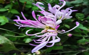 菊花感悟作文5篇