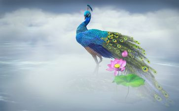 孔雀东南飞并序教案7篇