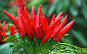 学校的辣作文500字7篇