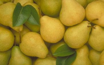 梨创意画教案6篇