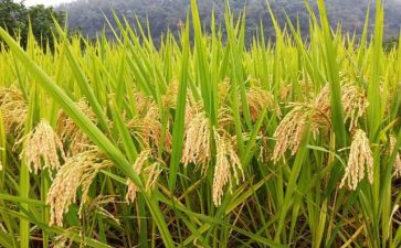 粮食调查报告6篇