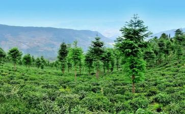 林业工作年终总结通用6篇