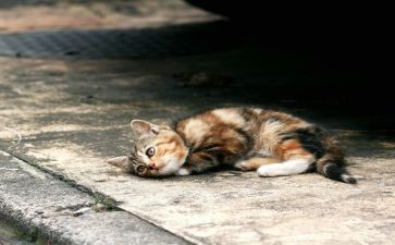 喂流浪猫作文优质8篇