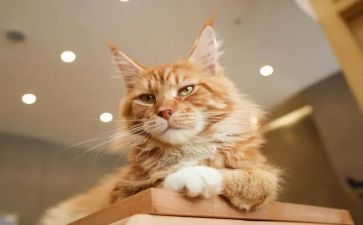 狼和猫的故事读后感8篇
