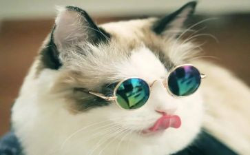 《猫》读后感500字作文优秀5篇