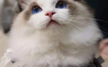 狼和猫的故事读后感推荐6篇