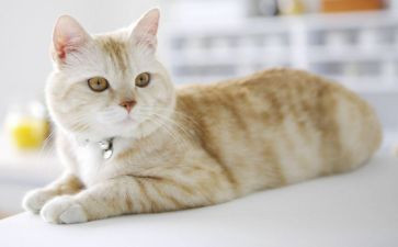 天猫工作总结5篇