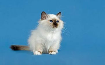 小猫的作文推荐7篇