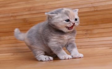 猫的读后感作文模板6篇