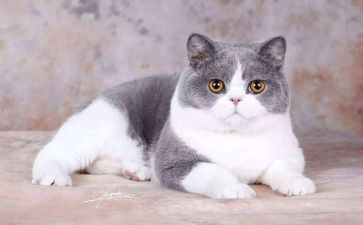 《猫》的读后感500字7篇