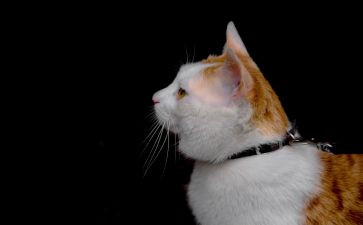 猫老师的作文推荐6篇
