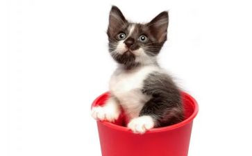 狼和猫的故事读后感模板6篇