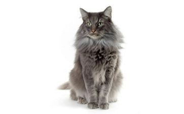 小猫的作文模板7篇