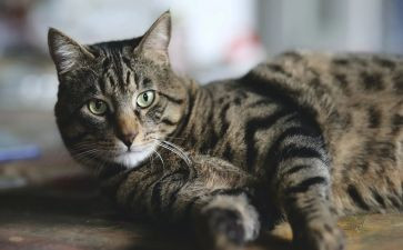 七年级猫的读后感精选5篇