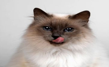 读了猫的读后感优秀8篇
