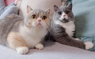 天猫618工作总结优秀8篇