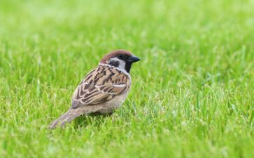 《小麻雀》教案通用8篇