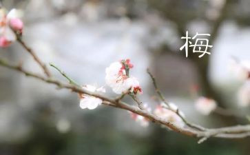 梅兰芳读后感7篇