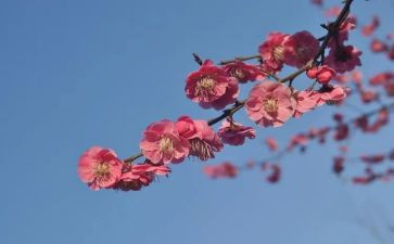 教师张桂梅事迹的心得体会8篇