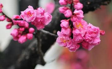 描写梅花的作文5篇