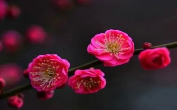 《梅花》教案模板6篇