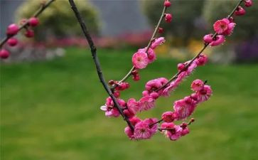 中班点梅花教案6篇
