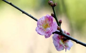 读《梅花魂》读后感6篇