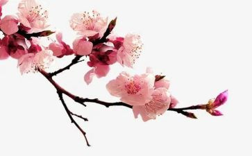 梅花魂的读后感600字6篇