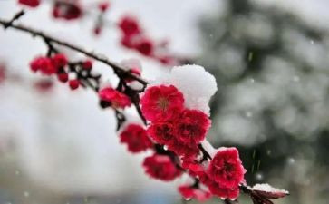 梅花作文700字5篇