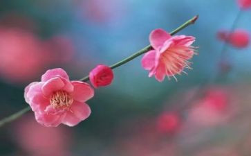 梅花读后感8篇