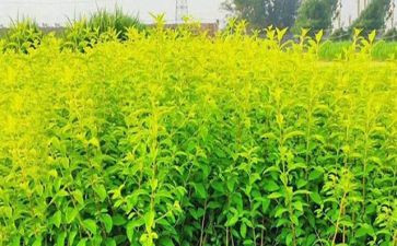 采购苗木合同8篇