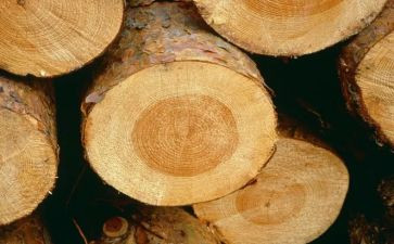 木材合同优秀8篇