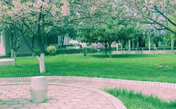 感恩母校作文800字8篇